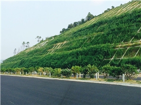 揭博高速公路邊坡噴草