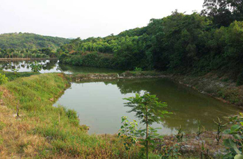 宏浩苗圃基地(一)