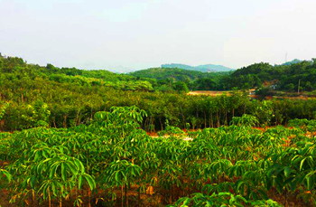 宏浩苗圃基地(二)