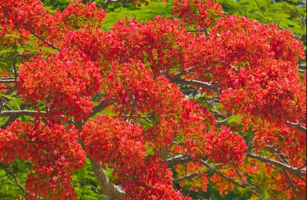 深圳的鳳凰木開(kāi)始火爆街頭了！